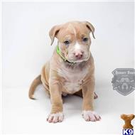 american bully puppy posted by TrailHawk FB